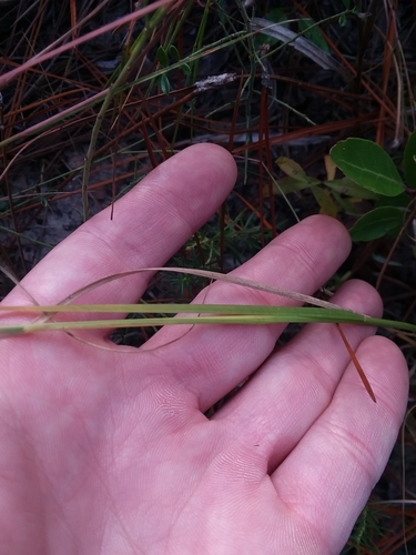 Aristida purpurascens, photograph 2