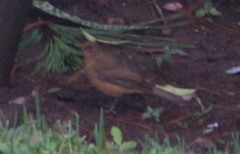 Turdus grayi image