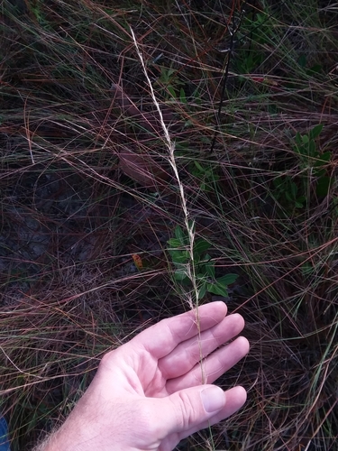 Aristida purpurascens, photograph 3