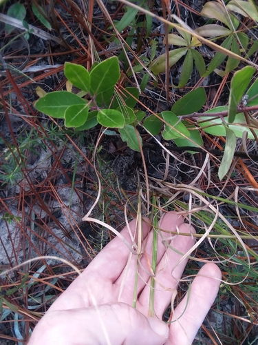 Aristida purpurascens, photograph 4