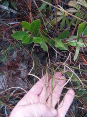 Aristida purpurascens, photograph Will McFarland, CC BY, iNaturalist via GBIF