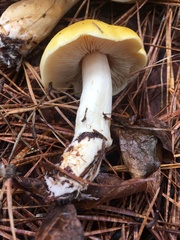 Tricholoma subluteum