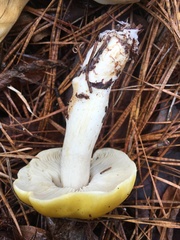 Tricholoma subluteum