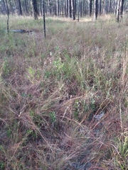 Aristida purpurascens, photograph Will McFarland, CC BY, iNaturalist via GBIF