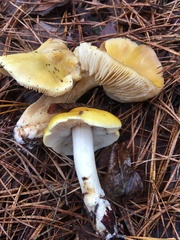 Tricholoma subluteum