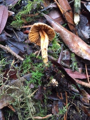 Inocybe cinnamomea