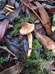Inocybe cinnamomea