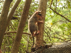 Philander opossum