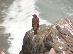 Cinclodes taczanowskii