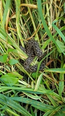 Crotalus polystictus