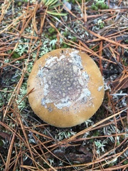Amanita variicolor