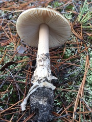 Amanita variicolor