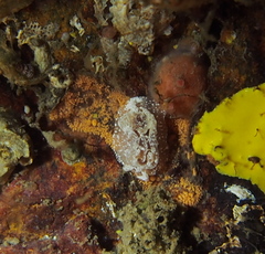 Goniodoris castanea