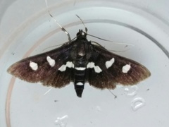 Desmia maculalis