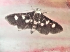 Desmia maculalis