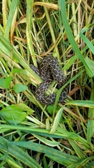 Crotalus polystictus
