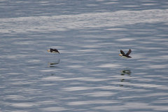 Fratercula corniculata