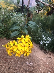 Electranthera mutica