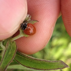Cycloneda emarginata