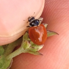 Cycloneda emarginata