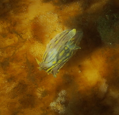 Polycera quadrilineata