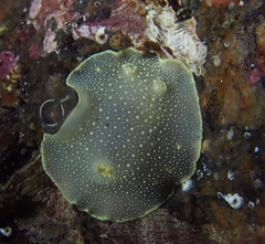 Cadlina laevis