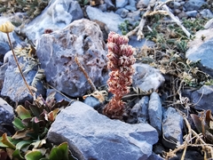 Villadia aristata