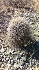 Coryphantha robustispina uncinata