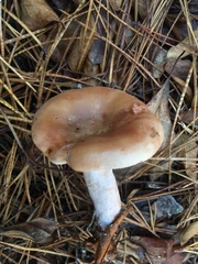 Lactarius imperceptus
