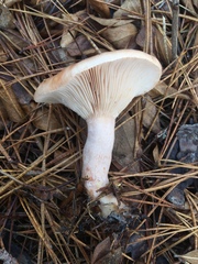 Lactarius imperceptus