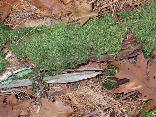 Image of Brotherella recurvans by (c) Roger Rittmaster, some rights reserved (CC BY)