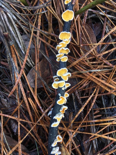 Stereum ochraceoflavum