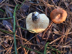 Lactarius proximellus