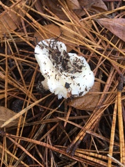 Russula perlactea