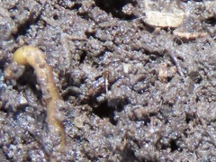 Ponera pennsylvanica