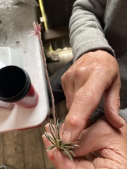 Helichrysum pumilum pumilum