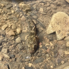 Gobiomorphus breviceps