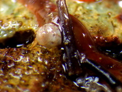 Notogibbula preissiana