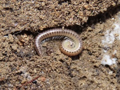 Uroblaniulus