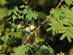 Vireo bellii