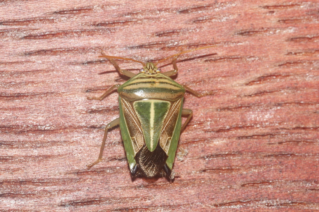 Edessa collaris-group