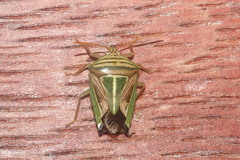 Edessa collaris-group