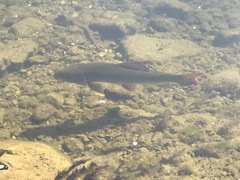 Moxostoma valenciennesi