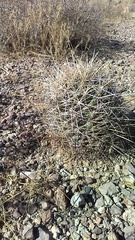 Coryphantha robustispina uncinata