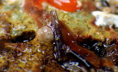 Notogibbula preissiana