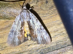 Catocala gracilis