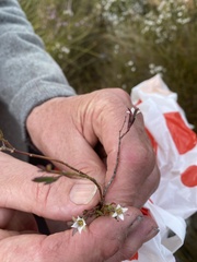 Boronia parviflora