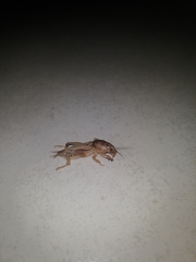 Gryllotalpidae