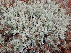 Cladonia boryi