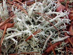 Cladonia boryi